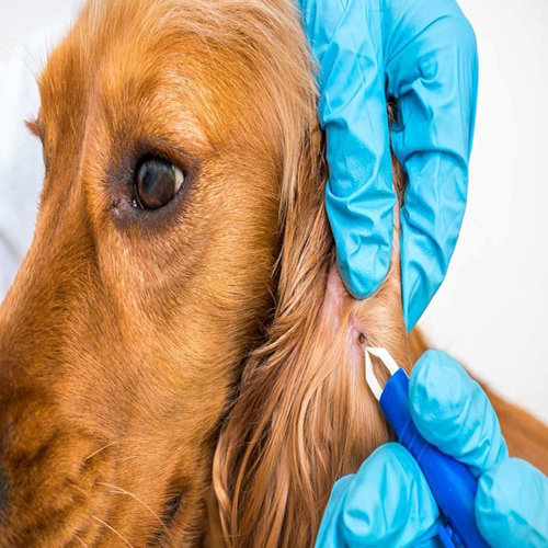 İÇ VE DIŞ PARAZİTER UYGULAMALAR